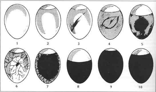 Äggschema, äggutveckling