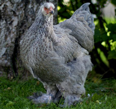 Brahma, silver blåbandad med orange rygg