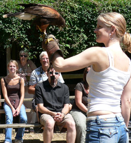 Kvinna står med en kaktusvråk, rovfågel, Harris Hawk på armen vid falkenering.