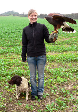 Kvinna med hund står med en kaktusvråk, rovfågel, Harris Hawk på armen vid falkenering.