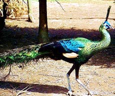 Grön påfågel, pavo muticus muticus