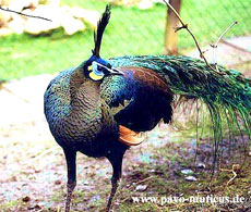 Grön påfågel, pavo muticus spicifer