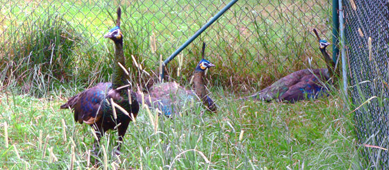 grön påfågel, pavo muticus