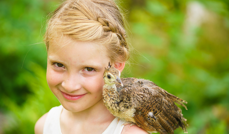 Bild på flicka med påfågelunge och påfågel.