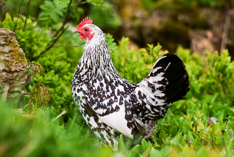 Benbefjädrade dvärghöns, Sabelpoot, guld svart porslin