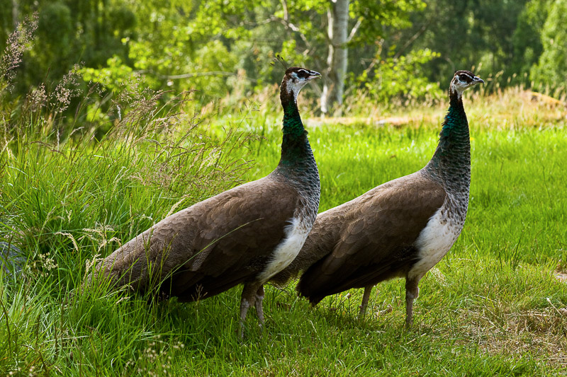 Ett släp med blåa påfågelfjädrar på en blå påfågeltupp.